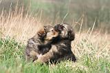 DOGUE DU TIBET 333